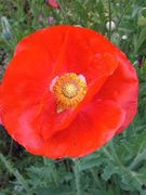 ǥ��������������礻1�̥��ץ�