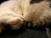 ��ǰ�ʤ��饴�ߤ����Ǥ���������