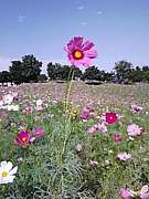 �Хߥ塼����