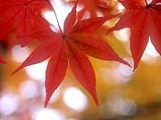 �Ķ��ƥ˥��ο���