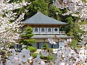 䲰