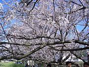 ������ӣ������������ޤ�ο͡�