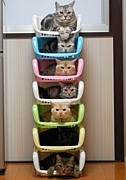 mixi�ǻ��̤���٤����Υ��ߥ塣