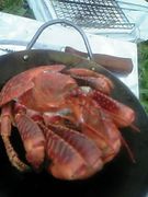 ヤシガニ探検隊