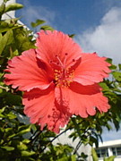 �����եƥ��ץ������ΰ����