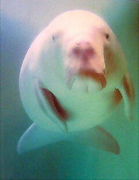  夬Ҥɤ 