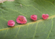 �饺�٥�롡���ڥĥ��å����ȡ�