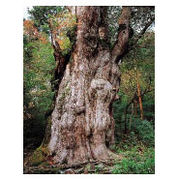 ��ʸ�����Фꤿ��������