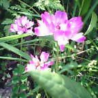 O��B��Ĺ��Ĺ����