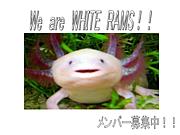 White Rams