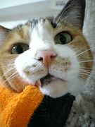 ����ǭ�����ΥѥѤȥޥ�