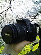 ţϣӳرCanon EOS