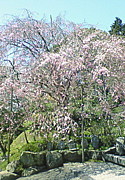 �Ƥ���������ޤƤ餹
