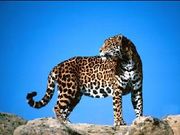 A-JIS Jaguars
