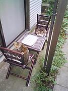 猫カフェ行きたい。