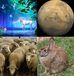 ��ڥ�����+������-+���Ӻ�+��ǯ