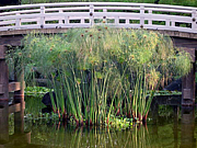 パピルスと睡蓮のある池