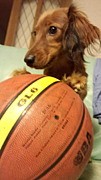 basket team amor.