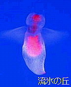 ����ήɹ�ε� �٣�