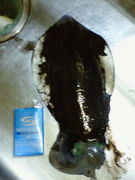 イカ釣りin沖縄（限定版）