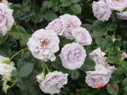 子どもの心　親の心