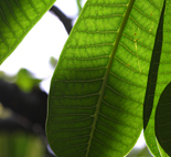 rainbow for evermore��