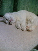 ǭˤʤꤿ From Obihiro