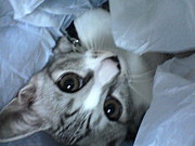 �������Ƥܡ��äȤ��봶��