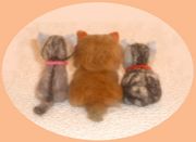 �����λ� �� �ڥå� �� ���å�