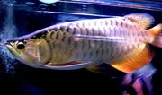 アジアアロワナ・古代魚
