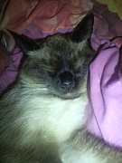 ǭ�����Ƥ롪