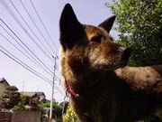 琉球犬