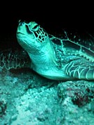 ����ͤؤ�ƻ