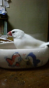�ƥ˥��������롡Rough