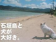 ペットと暮らす八重山・石垣島