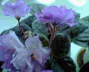 ���å���ͤ��٤�򰦤����