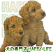 HAPPY DOGS LIFE