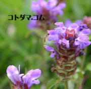 ɥåȥޤ