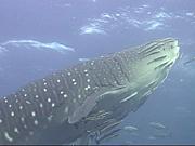 ���ގݎ͎ގ����ގҤ˲񤤤���