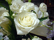 bonobos�ե�������ե���