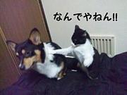 �ˤˤ���٤�-����-