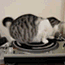 롼 : Spin Cat