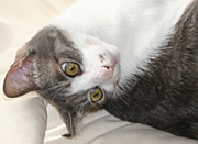 ǭˤ󤿤ꤴϤ