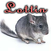 Lottin