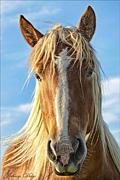 ☆彡朝まで馬ヅラから騒ぎ☆彡