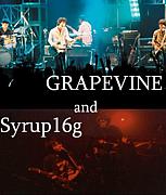 GRAPEVINE and Syrup16g