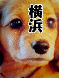 Nintendogs ���ͻ���