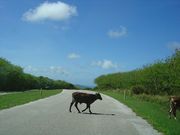 �ե꡼�����