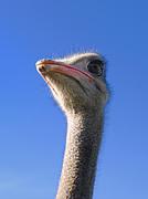 さがみはらのダチョウ牧場