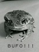 BUFO�ޥ˥���